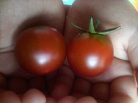 プチトマトが初めての収穫