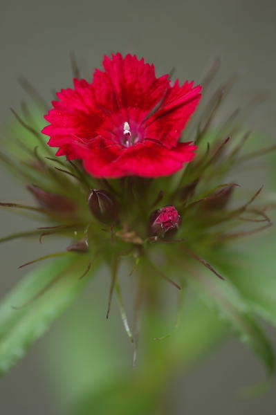 庭の花