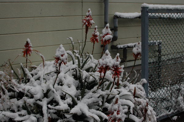 雪の日