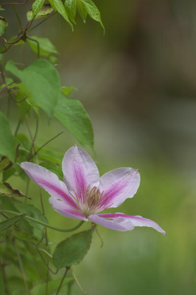 庭の花