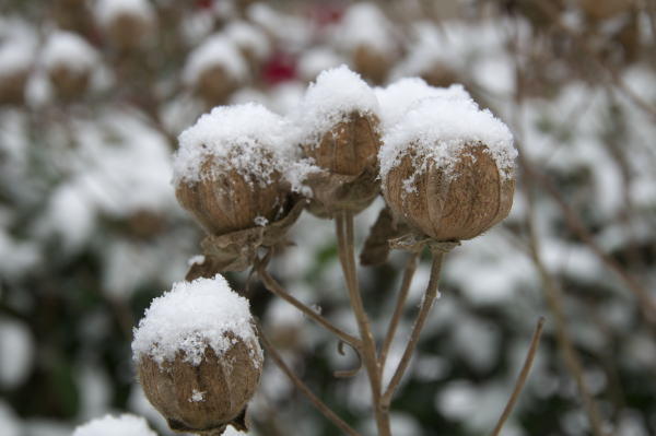 雪
