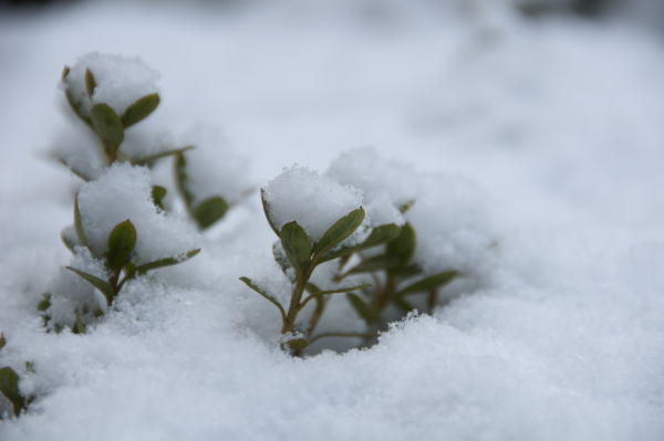 雪