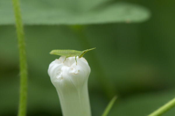 珍しい虫