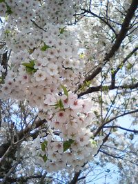 札幌も桜満開