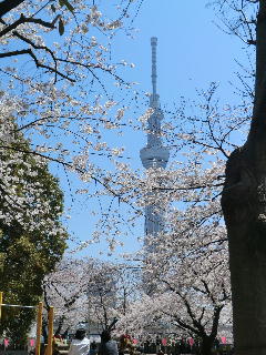 スカイツリーと隅田公園の桜