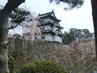 天守閣と御滝桜