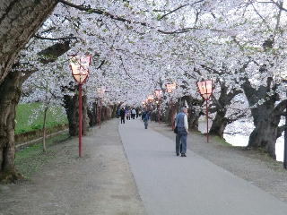 桜のトンネル
