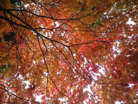 紅葉は恋うよう
