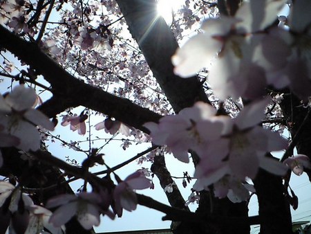 桜見通勤♪