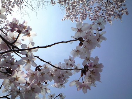 桜見通勤♪