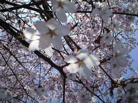 桜見通勤♪