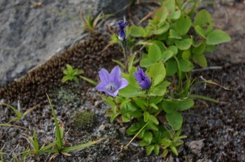 タルマイソウと樽前山