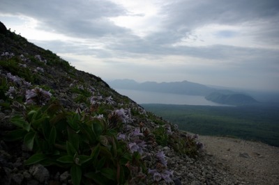 タルマイソウと樽前山