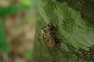 セミの羽化