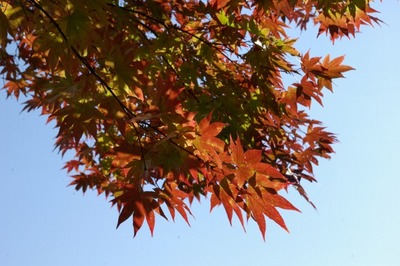 紅葉