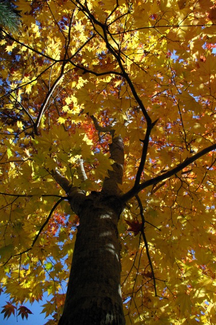 紅葉