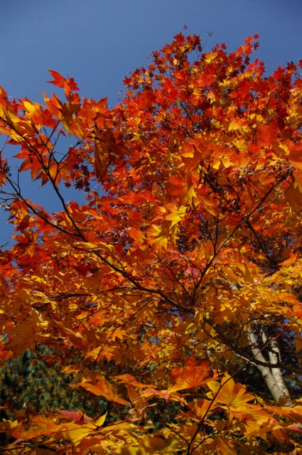 紅葉
