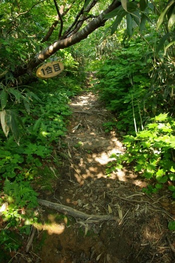 道南最高峰と渓流:狩場山登山(6/28)