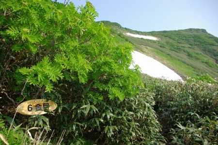 道南最高峰と渓流:狩場山登山(6/28)