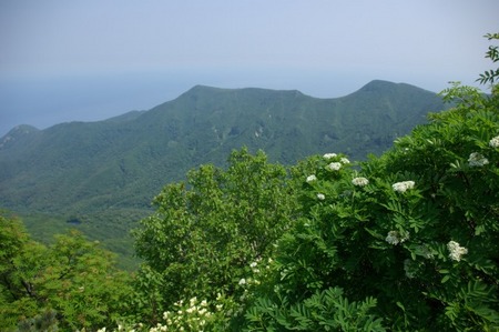 道南最高峰と渓流:狩場山登山(6/28)・その4