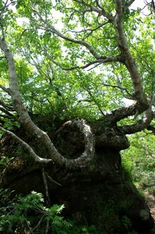 道南最高峰と渓流:狩場山登山(6/28)・その4