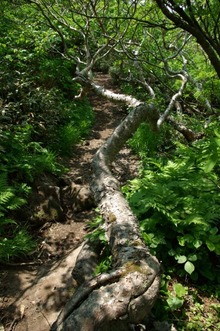 道南最高峰と渓流:狩場山登山(6/28)・その4