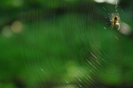 奥入瀬渓流(9月2日)