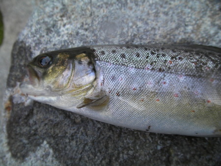 ついてない釣り