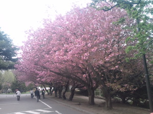 桜満開！札幌マルシェ