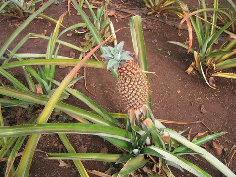 Dole・Plantation