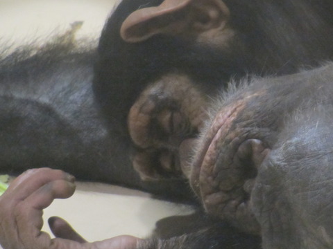 エンゲル係数日記/番外編 2☆円山動物園