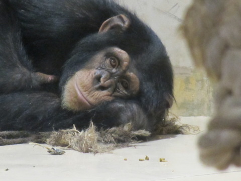 エンゲル係数日記/番外編 2☆円山動物園