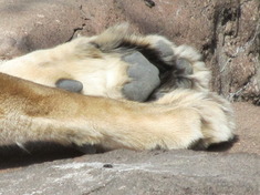 円山動物園/番外編 其の壱