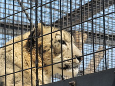円山動物園/番外編 其の壱