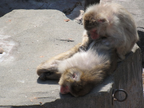 円山動物園/番外編 其の壱