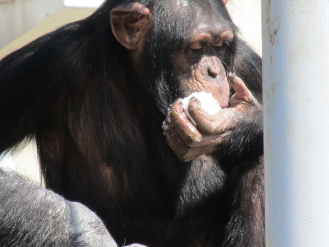 円山動物園/番外編 其の壱
