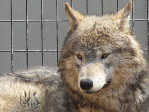 円山動物園/番外編 其の壱