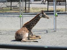 円山動物園/番外編 其の壱