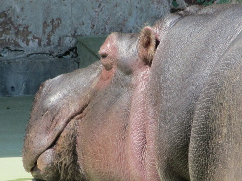 円山動物園/番外編 其の壱