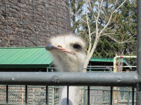 円山動物園/番外編 其の壱