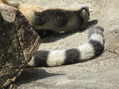 円山動物園/番外編 其の壱