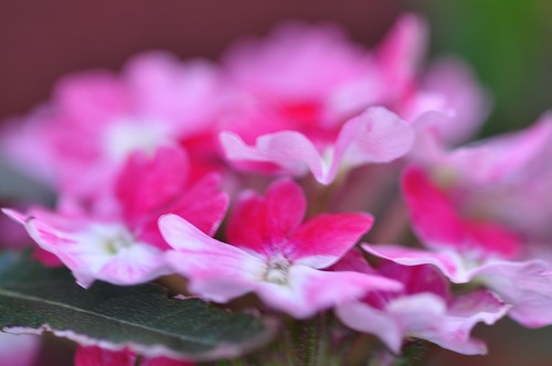 芝桜撮影挑戦