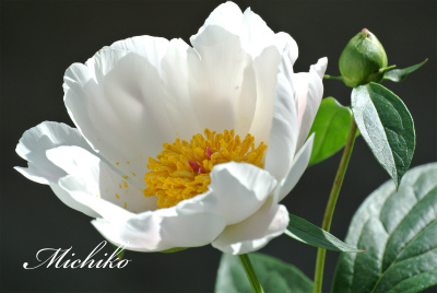 “ 牡丹・芍薬・石楠花 ” が咲きました~! “ 牡丹・芍薬・石楠花 ” が咲きました~!