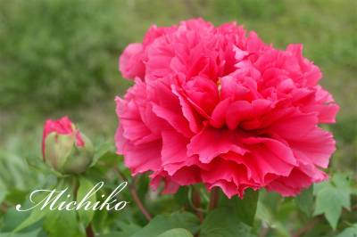 “ 牡丹・芍薬・石楠花 ” が咲きました~! “ 牡丹・芍薬・石楠花 ” が咲きました~!