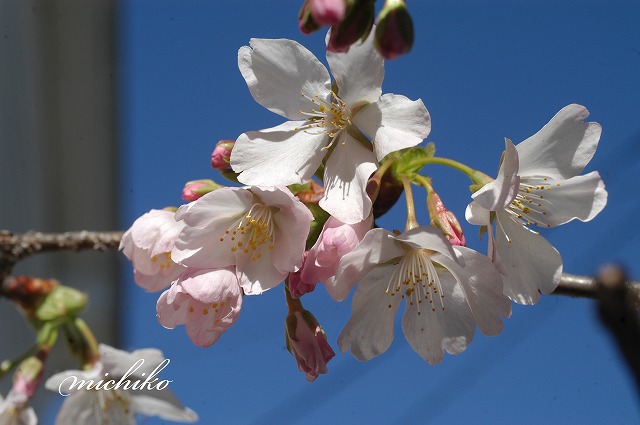 　河津桜・玉縄桜　”　が咲きました。
