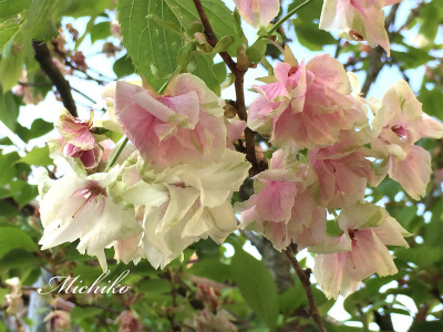 “ 緑色の桜のその後 ” “ 緑色の桜のその後 ”