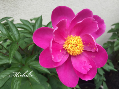 “ 牡丹・芍薬・石楠花 ” が咲きました~! “ 牡丹・芍薬・石楠花 ” が咲きました~!