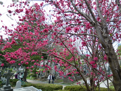 青山霊園のハナモモと桜