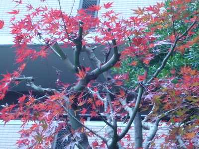 赤坂の紅葉
