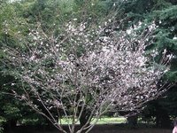 冬桜満開～東御苑
